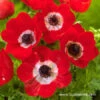 Hollandia Anemone -Garden Supplies Sales Store 4736