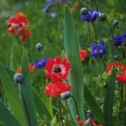 Hot Anemone Collection -Garden Supplies Sales Store 4736E 1