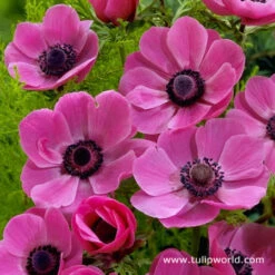 Hot Anemone Collection -Garden Supplies Sales Store 4737