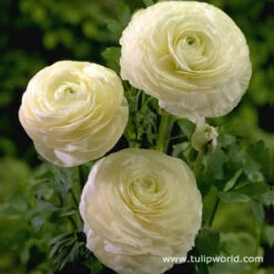Ranunculus Collection -Garden Supplies Sales Store 4760