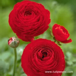 Ranunculus Collection -Garden Supplies Sales Store 4761 1