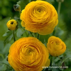Ranunculus Collection -Garden Supplies Sales Store 4762