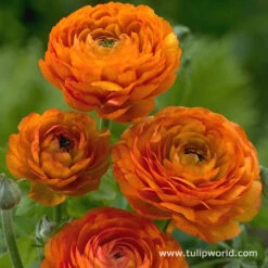 Glowing Ranunculus Collection -Garden Supplies Sales Store 4763 2