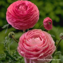Ranunculus Collection -Garden Supplies Sales Store 4764