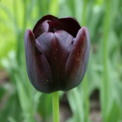 Late Spring Blooming Tulip Collection -Garden Supplies Sales Store 4803E