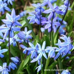 Siberian Squill Landscape Pack -Garden Supplies Sales Store 4818