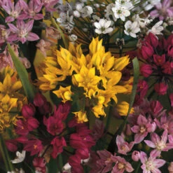 All Spring Blooms Value Collection 19 All Spring Blooms Value Collection -Garden Supplies Sales Store 4819E