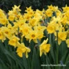 Dutch Master Daffodil Jumbo Bag