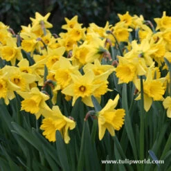 Dynamic Daffodil Collection 15 Dynamic Daffodil Collection -Garden Supplies Sales Store 4825