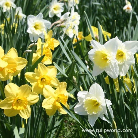 Mixed Naturalizing Daffodils Jumbo Bag 3 Mixed Naturalizing Daffodils Jumbo Bag