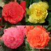 Double Begonia Collection -Garden Supplies Sales Store 5051