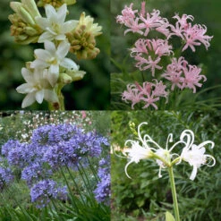 Unique Tall Collection