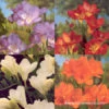 Freesia Collection 2 Freesia Collection -Garden Supplies Sales Store 5069