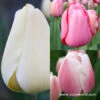 Delicate Touch Darwin Tulip Collection -Garden Supplies Sales Store 5102