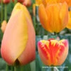 Glowing Darwin Hybrid Tulip Collection -Garden Supplies Sales Store 5107