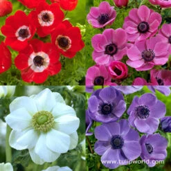 Mixed Anemone Collection -Garden Supplies Sales Store 5115