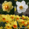 All Spring Blooming Daffodil Collection 2 All Spring Blooming Daffodil Collection -Garden Supplies Sales Store 5141