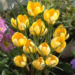 Spring Crocus Collection -Garden Supplies Sales Store 646632E 1