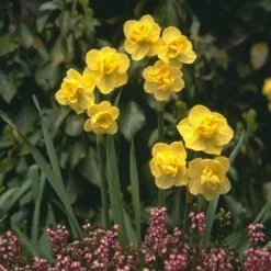 Double Flowering Daffodil Collection -Garden Supplies Sales Store 646694E