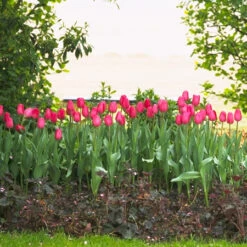 Barcelona Triumph Tulip 7 Barcelona Triumph Tulip -Garden Supplies Sales Store 646718E