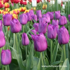 Early Spring Blooming Tulip Collection -Garden Supplies Sales Store 646734E
