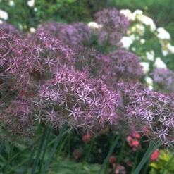 Warm Climate Fall Garden Kit -Garden Supplies Sales Store 646752E