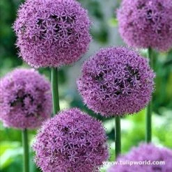 Purple & White Allium Collection -Garden Supplies Sales Store 646764E 1