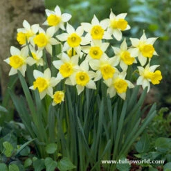 Miniature Daffodil Collection -Garden Supplies Sales Store 646878E