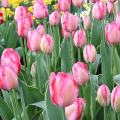 Delicate Touch Darwin Tulip Collection 19 Delicate Touch Darwin Tulip Collection -Garden Supplies Sales Store 646886E