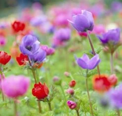Mixed Anemone Collection -Garden Supplies Sales Store 647976E