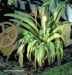 Bicolor Eucomis - (Pineapple Lily) 7 Bicolor Eucomis - (Pineapple Lily) -Garden Supplies Sales Store 690351E 1