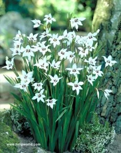 Ultimate Value Collection For Sun 23 Ultimate Value Collection For Sun -Garden Supplies Sales Store 690375E