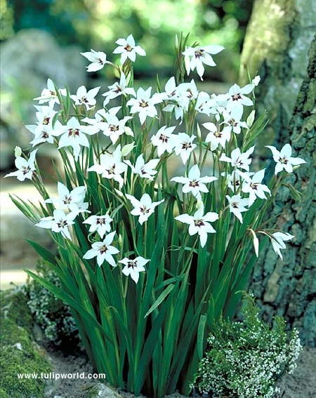 Ultimate Value Collection For Sun 13 Ultimate Value Collection For Sun - Image 11