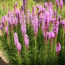 Fun In The Sun Perennial Collection -Garden Supplies Sales Store 690483E 1