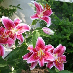 Ultimate Perennial Value Collection 25 Ultimate Perennial Value Collection -Garden Supplies Sales Store 690522E 2