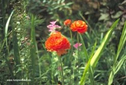 Ranunculus Collection -Garden Supplies Sales Store 690582E 1
