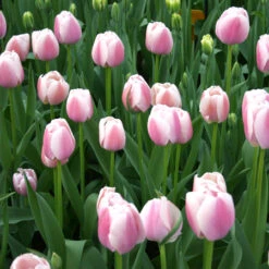 Ollioules Darwin Hybrid Tulip -Garden Supplies Sales Store 762E