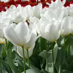 Purissima Tulip ( Fosteriana) -Garden Supplies Sales Store 838E 1