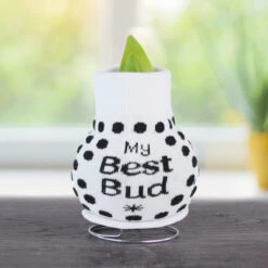 Be Well Sweater Amaryllis Collection -Garden Supplies Sales Store Best Bud 800 800 bulbs 1