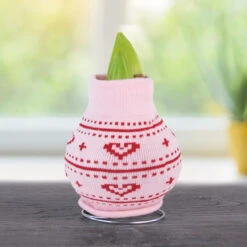 Love Bug Sweater Amaryllis Collection -Garden Supplies Sales Store Heart 800 800 bulbs 1