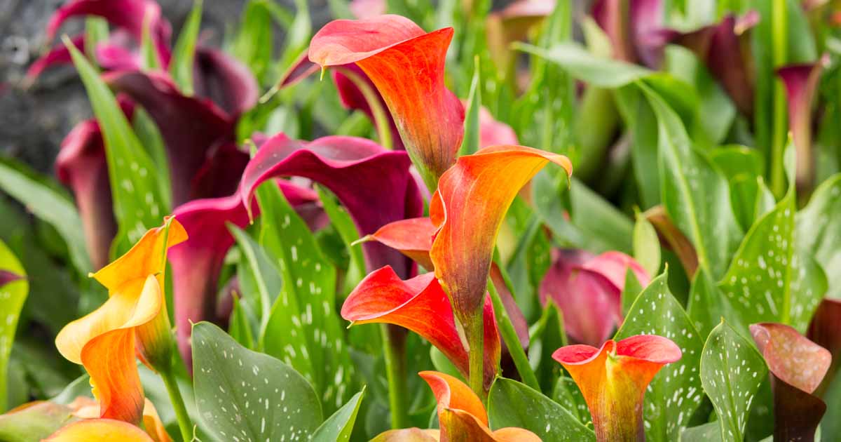 Gazebo Parts Direct Sales Store -Garden Supplies Sales Store How to Grow and Care for Beautiful Calla Lilies FB