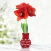 Love Grows Sweater Amaryllis -Garden Supplies Sales Store Let Love Grow 800 800 full grown 1