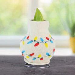 Winter Scene Sweater Amaryllis Collection -Garden Supplies Sales Store Lights 800 800 bulbs