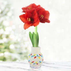 Snowing And Glowing Sweater Amaryllis Collection -Garden Supplies Sales Store Lights 800 800 full grown 1