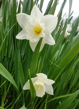 White Daffodil Mount Hood 100 Bulbs 4 White Daffodil Mount Hood 100 Bulbs - Image 2