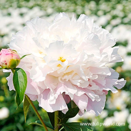 Classic Lily & Peony Collection 5 Classic Lily & Peony Collection - Image 3