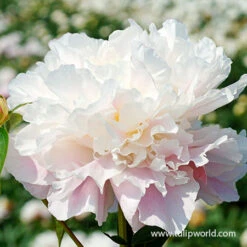 Classic Lily & Peony Collection 18 Classic Lily & Peony Collection -Garden Supplies Sales Store catharina fontijn peony 4