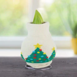 Winter Scene Sweater Amaryllis Collection -Garden Supplies Sales Store christmas tree 800 800 bulbs