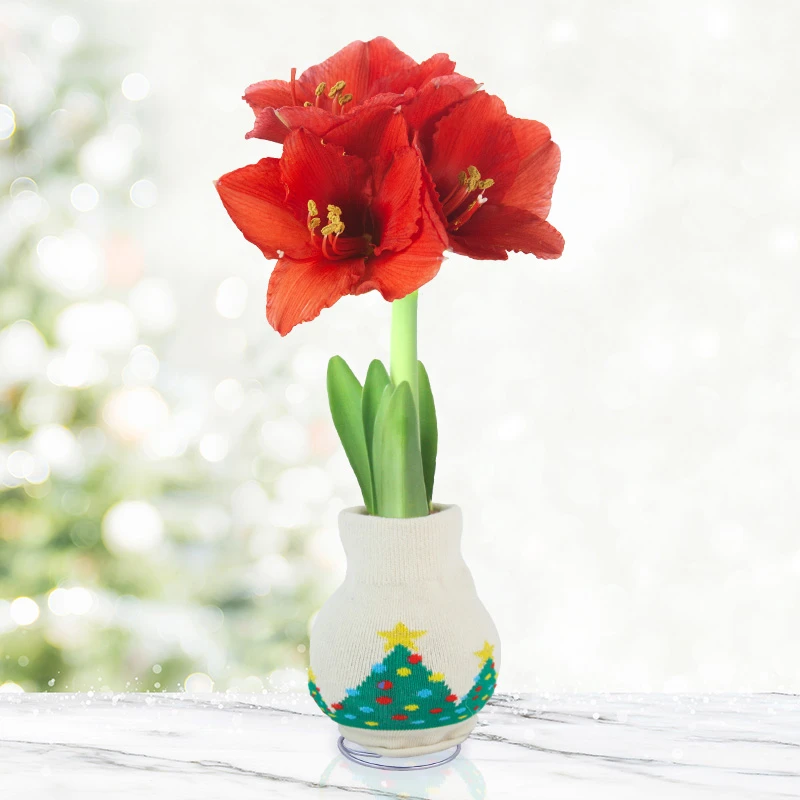 Let's Glow Sweater Amaryllis 3 Let's Glow Sweater Amaryllis