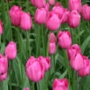 Don Quichotte Tulip Super Pack -Garden Supplies Sales Store donquichotte